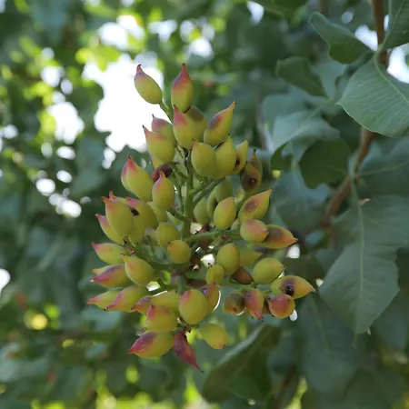 Aparthotel Villa Vivari Suites 4*