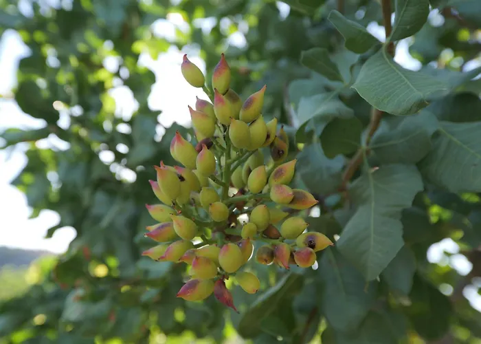 Aparthotel Villa Vivari Suites 4*